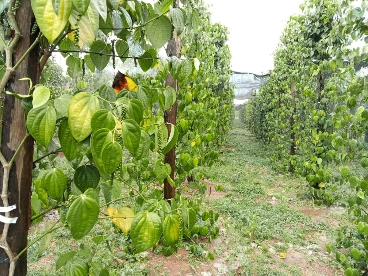 Ratanakiri Farmhouse & Trekking بانلونغ المظهر الخارجي الصورة